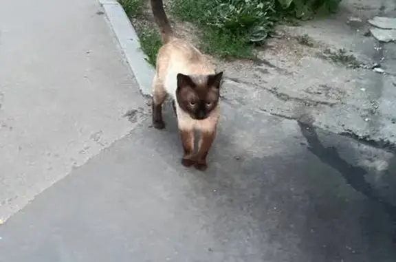Найден сиамский кот, Филёвский б-р