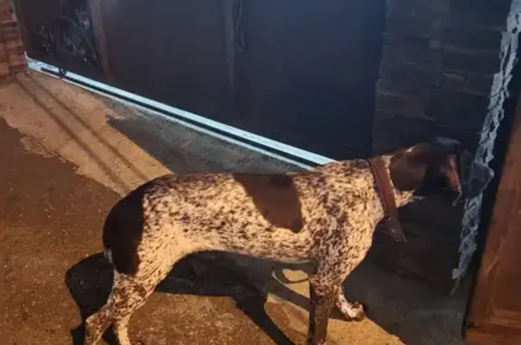 Найдена собака в Сочи, Краснодарский кр.