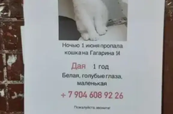 Пропала кошка на Боровицкой, Мск