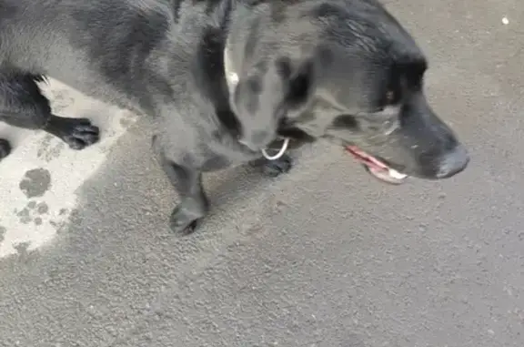 Найдена собака: Донская ул., 7А, Иркутск