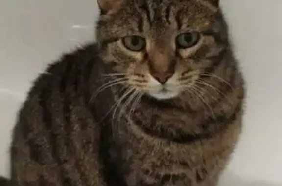 Кошки потеряшки, Пятигорск, фото: Потеряшка кошка: Подстанционная, 21/1