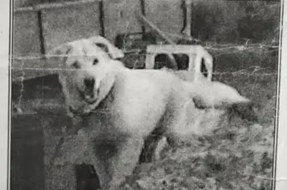 Пропала собака: Гоголя, 12, Торжок
