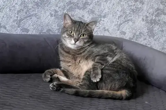 Кошки потеряшки, Рязань, фото: Потеряшка кот, ул. Бирюзова, 14, Рязань