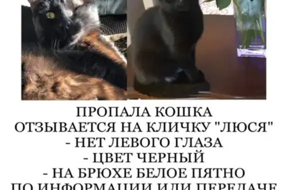 Пропала кошка Люся, Авангардная, Мск