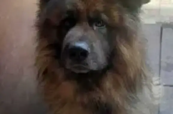 Собаки потеряшки, , фото: Потеряшка собака Мишка, Керчь