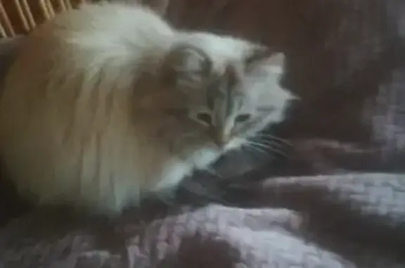 Пропала сибирская кошка, Иркутск, Дальний 9