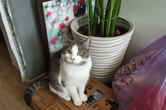 Кошки потеряшки, Санкт-Петербург, фото: Потеряшка кошка Васька: Крыленко, 1к1с4