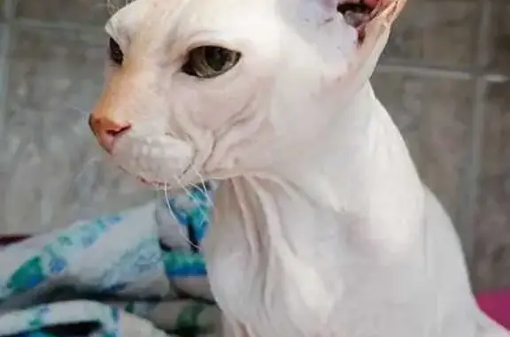 Найдена кошка Сфинкс: Голенчинское, 15