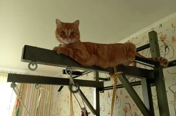 Кошки потеряшки, , фото: Потеряшка кот Рыжик, Село Кузьмищево