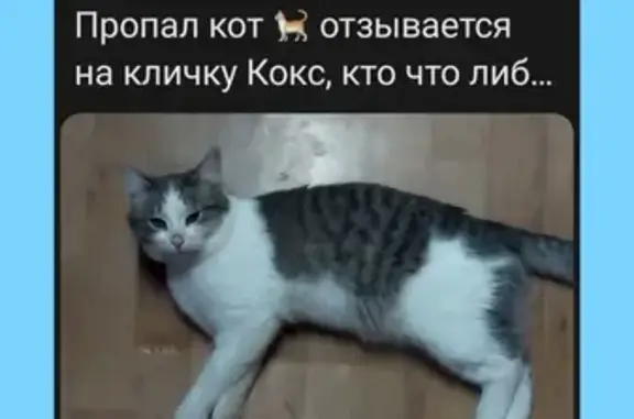 Кошки потеряшки, Ижевск, фото: Потеряшка кошка: ул. Лермонтова, 14, Ижевск