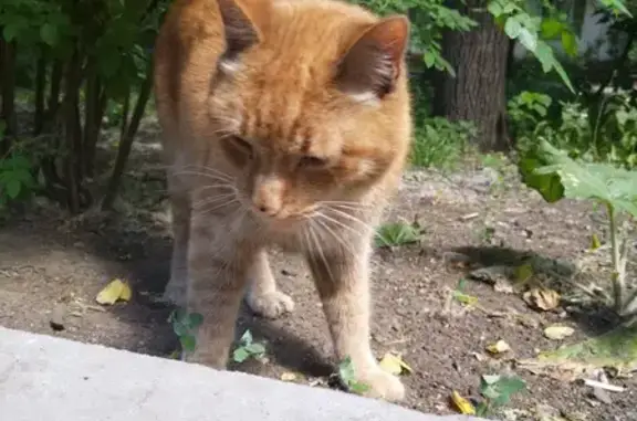 Найден рыжий кот: ул. Полетаева, 5к4