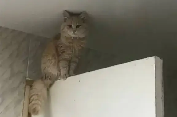 Объявления о пропавших и найденных животных, Рассказово, фото: Пропала кошка: Северная, Рассказово