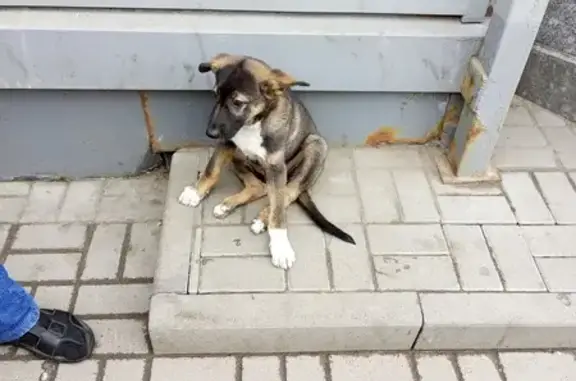 Найдена собака, пр-т Стачек, СПб