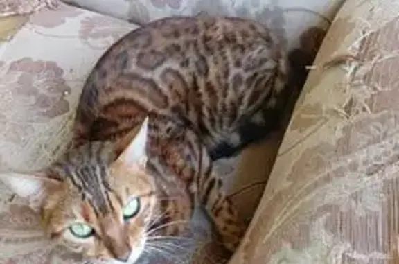 Найдена бенгальская кошка, ул. Якубина