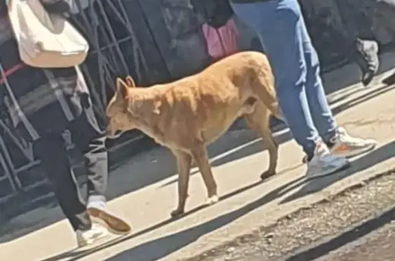 Найден пёс: Боровицкая, Москва
