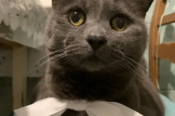 Кошки потеряшки, Санкт-Петербург, фото: Потеряшка кошка, Римского-Корсакова, 31