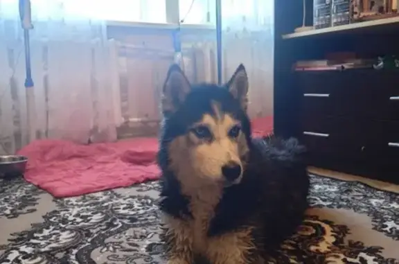 Найдена собака, Курск, фото: Найдена Хаска, Боровицкая ул., Мск