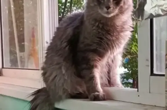 Кошки потеряшки, Павловск, фото: Потеряшка кот: Солнечная ул., Павловск