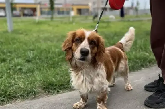 Найден пёс: Уральская, Оренбург