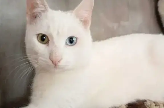 Пропала кошка: Шаляпина, 33, Краснодар