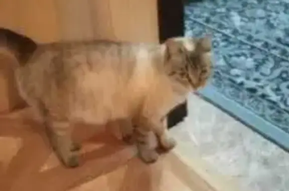 Найдена кошка: Плахотного, 80, Новосибирск