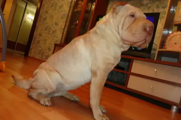 Собаки потеряшки, Хмелевский, фото: Потеряшка собака, Центральная, Хмелевский