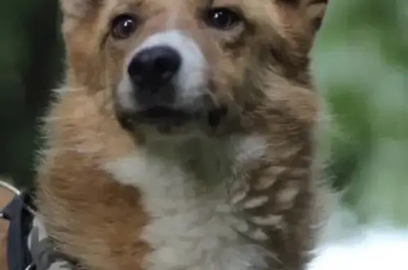 Пропала собака: Батайский проезд