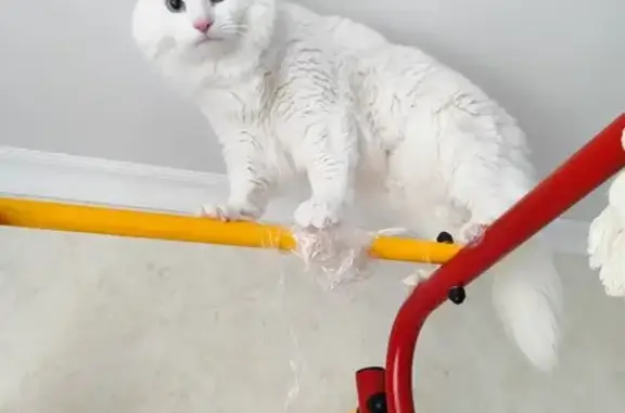 Пропал белый кот: Краснофлотская, 11