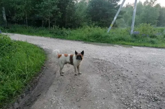 Найдена собака, , фото: Найдена собака в Асташково
