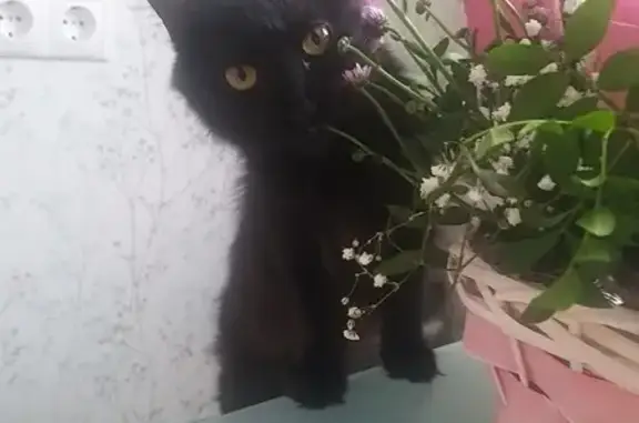 Пропала кошка: Москва, Отрадная, 1