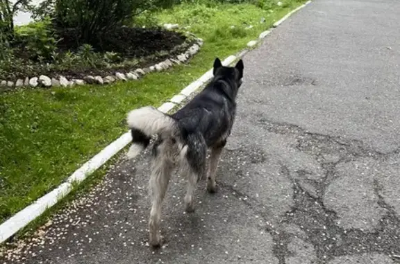 Найдена собака: ул. Ильичёва, Владивосток