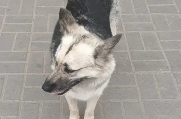 Найдена собака, ул. Сутырина, Н. Новгород