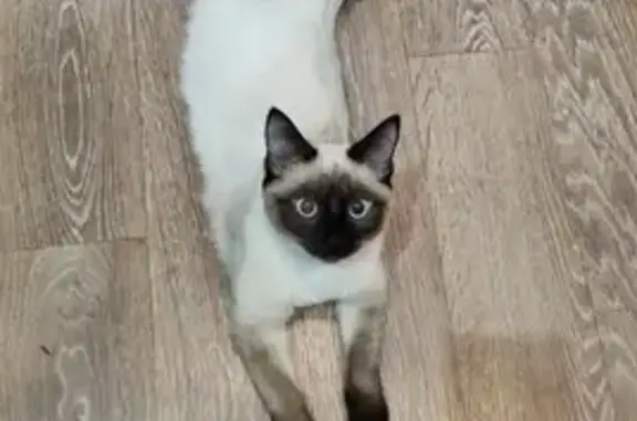 Кошки потеряшки, Мурмаши, фото: Потеряшка кошка, ул. Цесарского, 8