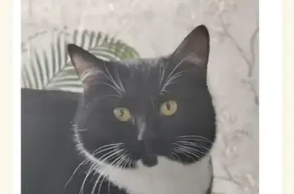 Пропал кот: СНТ Отрада, черно-белый