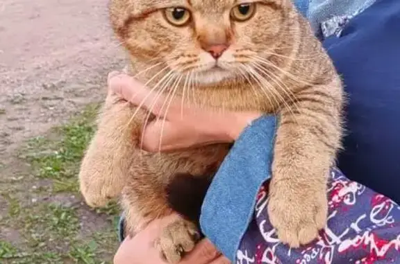 Найдена кошка, Санкт-Петербург, фото: Найден рыжий кот: Мостовая ул., СПб