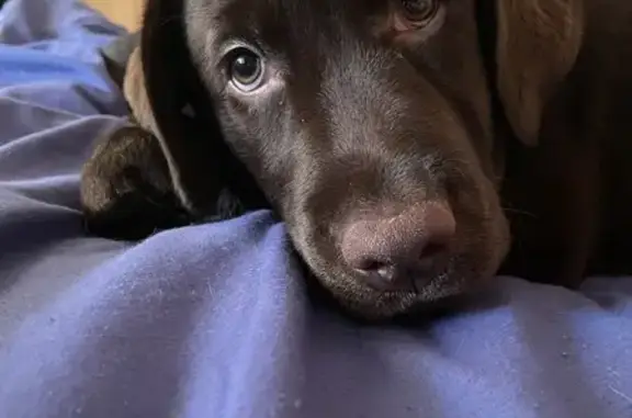 Собаки потеряшки, Дмитриев, фото: Потеряшка собака Боня, Комсомольская ул.