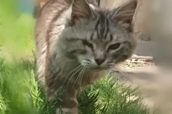 Найден котик, Новоржевская 32, Пермь