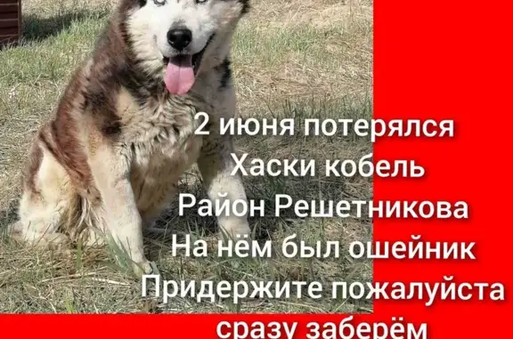 Пропала собака в Тюмени