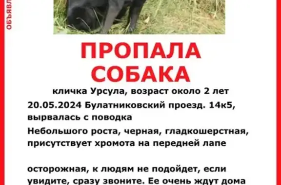 Пропала собака: Булатниковский вл18а