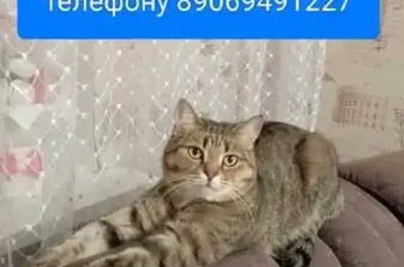 Пропала кошка: Алтайская ул., 126, Томск