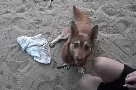 Найдена собака на Казахской, Волгоград