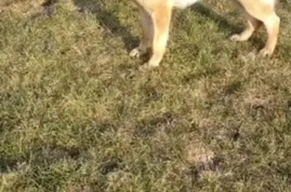 Собаки потеряшки, Замостье, фото: Потеряшка овчарка в Замостье, +79155708079