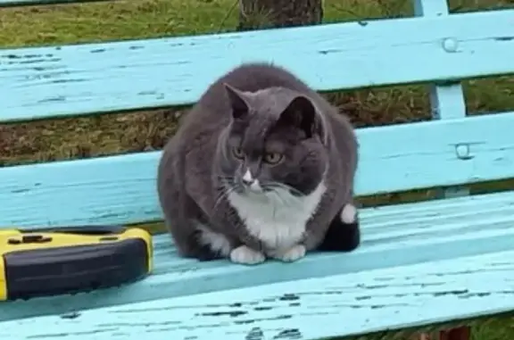 Кошки потеряшки, Санкт-Петербург, фото: Потеряшка кошка: ул. Л. Голикова, 98 к2