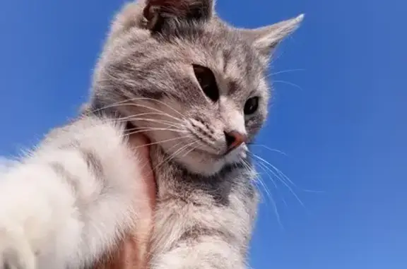 Кошки потеряшки, Аксубаево, фото: Потеряшка кошка, Аксубаево, ул. Водостроя 10