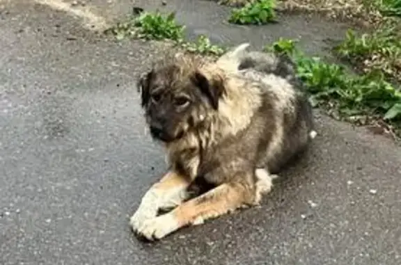 Найдена собака у СНТ Десна-городище
