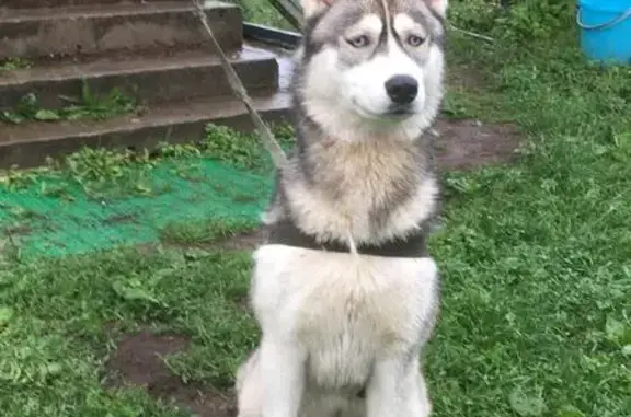 Найдена собака, 46Н-11961, МО