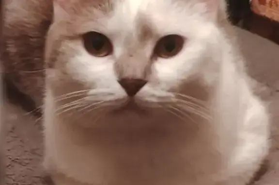 Объявления о пропавших и найденных животных, Шатурторф, фото: Пропала кошка: 12 Шатурторф, вознаграждение