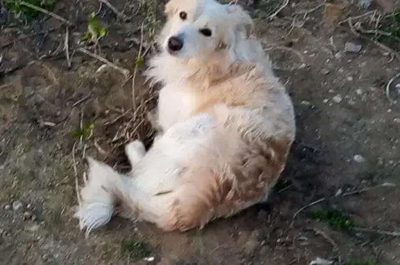 Пропала собака в Пруды, Оренбург