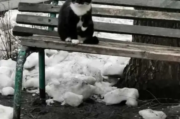 Пропал кот: Зорге 119, Новосибирск