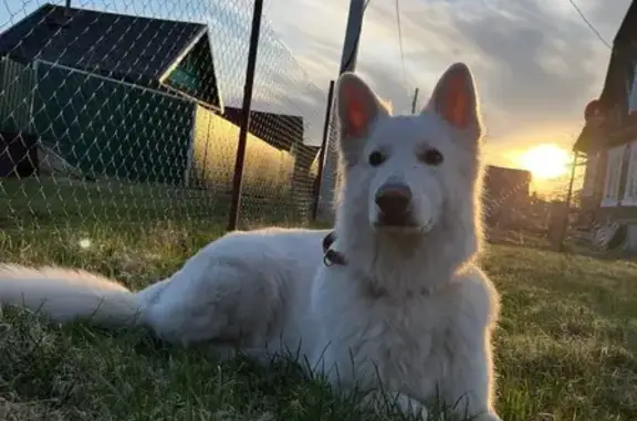 Собаки потеряшки, Тверь, фото: Потеряшка ВАЙТ, овчарка, Медовая ул. 5